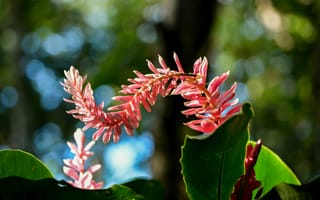 Картинка цветок, цветы, растение, растения, цветочный, розовый
