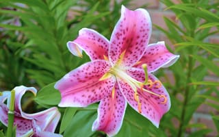 Картинка лилия, цветок, цветы, растение, растения, цветочный, розовый