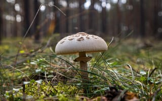 Картинка гриб, природа, лес, деревья, дерево