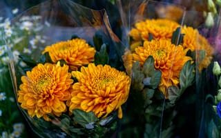 Картинка хризантема, цветок, цветы, растение, растения, цветочный, желтый, оранжевый