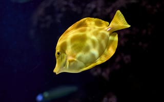 Картинка рыба, подводный мир, подводный, море, океан, вода, желтый