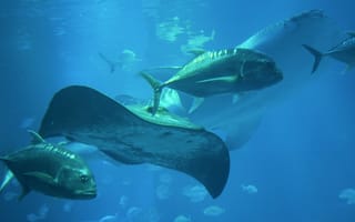 Картинка рыба, подводный мир, подводный, скат, море, океан, вода