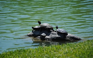 Картинка черепаха, рептилии, рептилия, животное, животные, вода, озеро