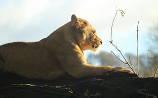 Картинка львица, лев, самка, дикие кошки, дикий, кошки, большие кошки, большая кошка, хищник, животные