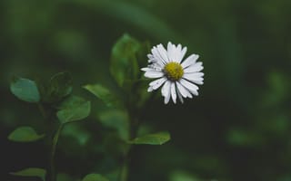 Картинка маргаритка, цветок, ромашка, цветы, растение, растения, цветочный