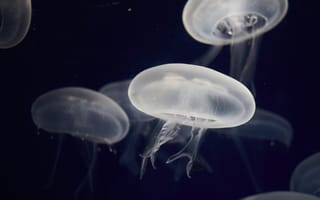 Картинка медуза, подводный мир, щупальца, глубоко, океан, море, вода, животное, подводный
