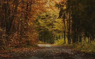 Картинка осень, осенние, время года, сезоны, сезонные, лес, деревья, дерево, природа, парк