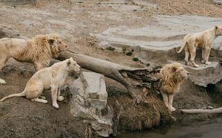 Картинка лев, дикие кошки, дикий, кошки, большие кошки, большая кошка, хищник, животные, львица, самка