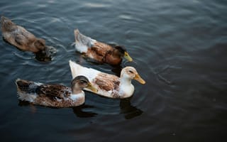 Картинка утка, птица, птицы, животное, животные, вода