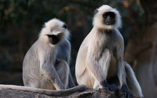 Картинка обезьяна, примат, животное, животные, природа, скала