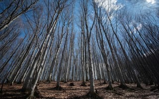 Картинка лес, деревья, дерево, природа, осень, осенние, время года, сезоны, сезонные