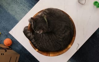 Картинка кот, кошки, кошка, кошачьи, домашние, животные, сон, сонный