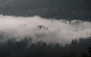 Картинка лес, деревья, дерево, природа, пейзаж, серый, туман, дымка