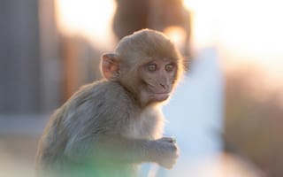 Картинка животные, животное, природа, обезьяна, примат, вечер, закат, заход