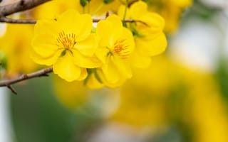 Картинка цветок, цветение, цветущий, цветы, растение, растения, цветочный, желтый