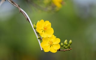 Картинка цветок, цветение, цветущий, цветы, растение, растения, цветочный, ветка, желтый