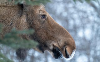 Картинка лось, животное, животные, природа, зима, снег, иней