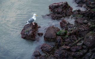 Картинка чайка, птица, птицы, животное, животные, скала, вода