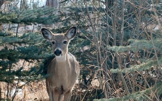 Картинка олень, животные, животное, природа, лес, деревья, дерево, зима