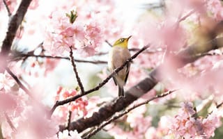 Картинка птица, птицы, животное, животные, ветка, дерево, вишня, цветущий, цветок, цветение, весна