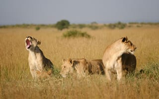 Картинка львица, лев, самка, дикие кошки, дикий, кошки, большие кошки, большая кошка, хищник, животные, саванна, сухая, Африка, африканская