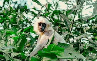 Картинка обезьяна, примат, животное, животные, природа, дерево, ветка