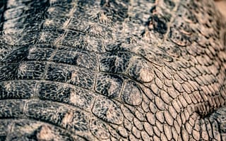 Картинка крокодил, аллигатор, рептилия, животное, рептилии, животные, макро, крупный план, кожа