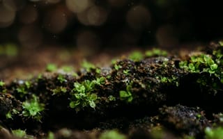 Картинка природа, растение, мох, росток, почва, земля, макро, крупный план