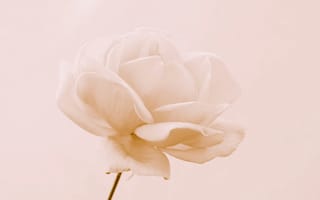 Картинка роза, цветок, цветы, растение, растения, цветочный, девчачий, для девочек, светлый, пастельный, кремовый