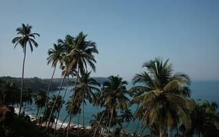 Картинка лето, летние, море, океан, вода, берег, побережье, пальма, дерево