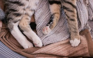 Картинка кот, кошки, кошка, кошачьи, домашние, животные, полосатый, пушистый, лапа, уют, уютный