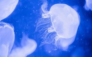 Картинка медуза, подводный мир, щупальца, глубоко, океан, море, вода, животное, подводный