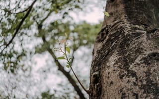 Картинка природа, дерево, ветка, весна