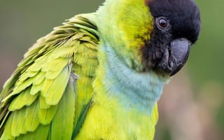 Картинка попугай, птица, птицы, животное, животные