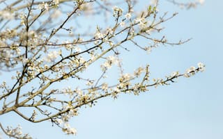 Картинка вишня, цветущий, цветок, цветение, весна, весенние, время года, сезоны, сезонные, природа, небо