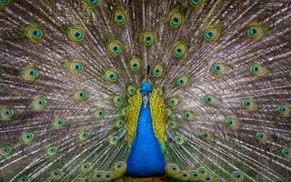 Картинка павлин, птица, птицы, животное, животные
