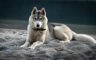 Картинка хаски, собака, сибирский, порода, породистый, собаки, пес, животное, животные, питомец, песок, песчаный