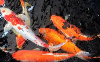 Картинка карп кои, японский карп, карп, рыба, подводный мир, подводный, стая, много, вода