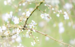 Картинка вишня, цветущий, цветок, цветение, весна, весенние, время года, сезоны, сезонные, природа, ветка, девчачий, для девочек, белый
