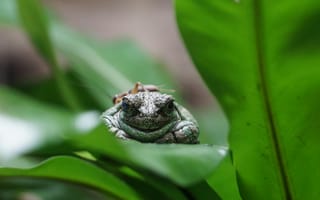 Картинка лягушка, жаба, земноводные, животные, лист, растение