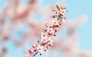 Картинка вишня, цветущий, цветок, цветение, весна, весенние, время года, сезоны, сезонные, природа
