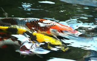 Картинка карп кои, японский карп, карп, рыба, подводный мир, подводный, вода
