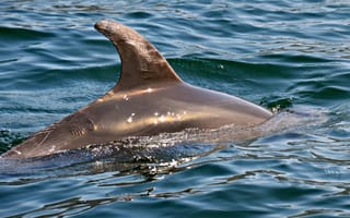 Картинка дельфин, подводный мир, подводный, море, океан, вода, плавник