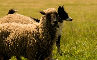 Картинка овца, ягненок, животные, животное, природа, луг, трава, растение