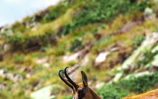 Картинка коза, животное, животные, природа, козел