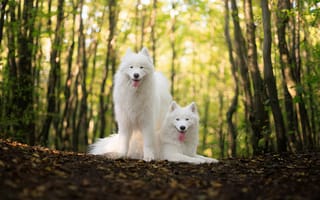 Картинка собака, порода, породистый, собаки, пес, животное, животные, питомец, пара, два, белый, лес, деревья, дерево, природа