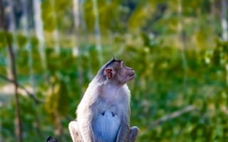 Картинка обезьяна, примат, животное, животные, природа