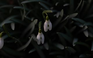 Картинка подснежник, цветок, весна, весенние, время года, сезоны, сезонные, природа, amoled, амолед, черный