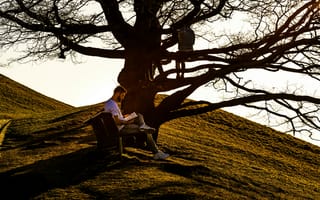 Картинка дерево, разные, скамейка, человек, мужчина, вечер