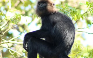 Картинка обезьяна, примат, животное, животные, природа, ветка, дерево